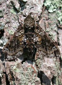 Pawpaw Sphinx